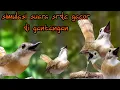 Download Lagu SUARA SRDC TOP ! ! ! SIMULASI SRDC TARUNG BIKIN SRDC LAIN IKUT PANAS NGEPLONG ISIAN