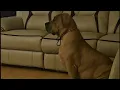Introducing Cinnamon the South african mastiff boerbel 5 month growth
