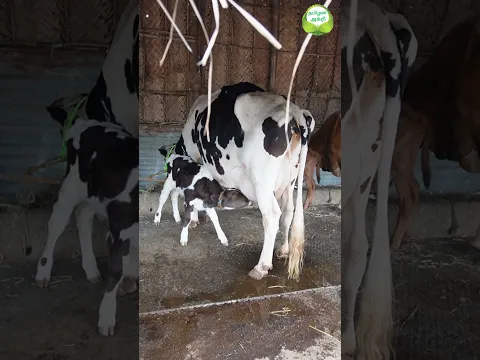 மூன்றுமே கண்ணு மாடு கறந்து பாத்துட்டு வாங்கிட்டு போலாம் #dairyfarming #cow #மாடுவிற்பனை