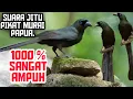 Download Lagu suara pikat burung murai papua atau murai irian