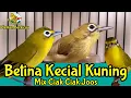 Download Lagu Ocehan BETINA Kecial Kuning Merangsang CEPAT BUNYI Dijamin PASTI NYAUT (10/10/20)