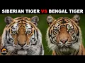 What Is The Difference Between the Bengal Tiger and Siberian Tiger