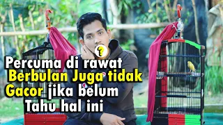 Download MAU MERAWAT KENARI DARI BAHAN SAMPAI GACOR HARUS TAU HAL INI DULU - BURUNG KENARI MP3