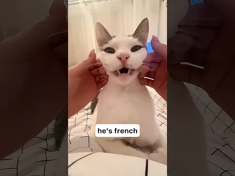 Funny cats and dogs ππ episode 9 #shorts