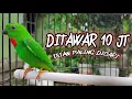 Download Lagu Serindit Gacor Nembak Panjang  Full Isian Cililin Buat Masteran Murai Batu dan Kacer