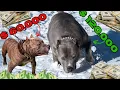 Top 8 Most EXPENSIVE Breed Of Pit Bulls In 2025