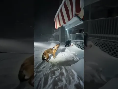 A K9 Reacted Violently to an Abandoned House — The Discovery in the Snow Changed Everything#dogstory