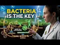 Nitrogen Cycle Explained Steps Bacteria Roles Ecological Importance