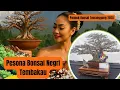 Download Lagu Pesona Bonsai Negri Tembakau || Pamlok Bonsai Temanggung 2025