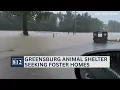 Greensburg animal shelter needs foster homes due to flooding