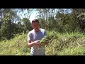 Download Lagu Farmacia na estrada   Capim gordura