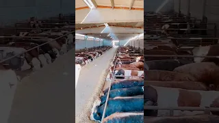 عجول التسمين في اوروبا الجودة و العمل 