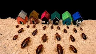 I BUILT A COCKROACH VILLAGE… THEN MOVED THEM IN!