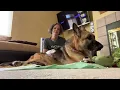 Expressing a large male dogs bladder