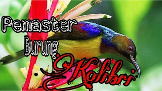 masteran kolibri kelapa sangat cocok untuk burung kicau