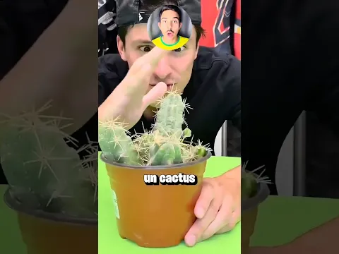 Tocó un cactus, ¿y ahora qué va a hacer? 😱