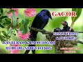 Download Lagu MASTERAN \u0026 PANCINGAN BURUNG SRIGUNTING GACOR