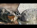 NILE CROCODILE VS SALTWATER CROCODILE - Who is the most powerful