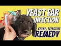 Dog Yeast Ear Infections Great OTC Home Remedy