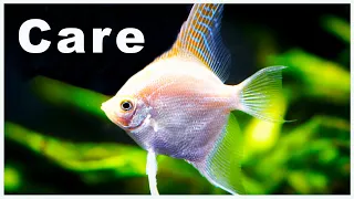 Download Angelfish Care and Breeding: Check Out All The Varieties! MP3