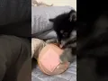 Download Lagu Black Dog #funny #trending #memes #fypシ゚viral