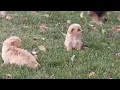 Havapoo Puppies For Sale
