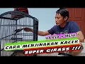 Download Lagu KACER GIRAS JADI KALEM !! Cara menjinakan burung kacer