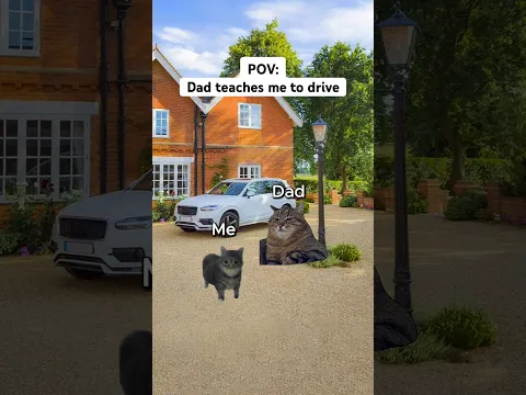 CAT MEMES 😺 Dad Teaches me How to Drive for first time.