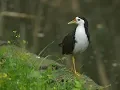 Download Lagu White Breasted Water Hen In  Mysore (H D)