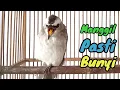 Lagu Kicauan Burung Trucukan Gacor Isian Mewah Manggil Pasti Cepat Bunyi 