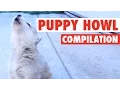 Dogs and Puppies Get Their Howl On