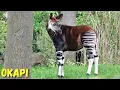 Okapi Secrets of This Rare Mysterious Animal