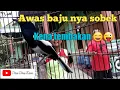 Kacer Gacor - Nembak Nembak 😎