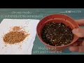 How to germinate - Birch