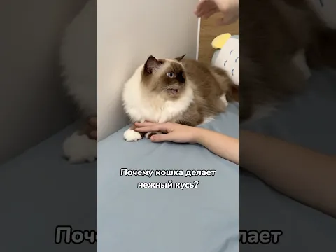 Почему котик делает КУСЬ?