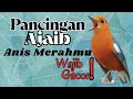 Download Lagu Anis Merah Official 31 | Banyak yang LANGSUNG BUNYI mendengar pancingan Anis Merah ini buktikan dala