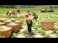 Lagu TIMELAPSE -- Harvest 200Kg Giant Radishes, Go to Market Sell \u0026 Sugarcane Gardens Were Destroyed