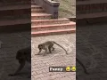 Download Lagu monkey funny video #funnyvideo #comedy #funny #shortsfeed #shots #spinning #monkey #funnymonkey 😂😂😂😂