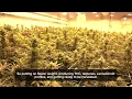 Tour Skymint s Harvest Park facility