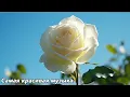 Download Lagu Три месяца я слушал только эту музыку🌿Хорошие мелодии, которые заставят вас плакать🌿Сергей Грищук #2