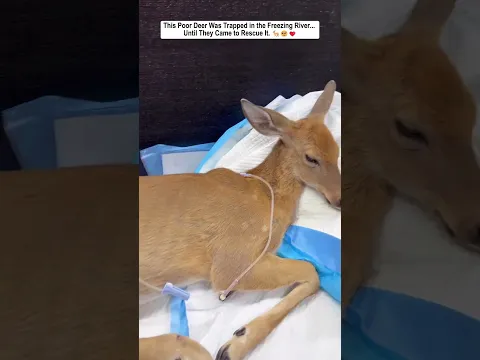 This Poor Deer Was Trapped in the Freezing River... Until They Came to Rescue It.