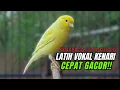 Download Lagu Masteran Kenari PAUD Super BUNYI Dijamin Cepat Gacor! \u0026 agar Kenari diam agar bunyi \u0026 gacor
