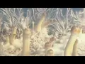 Natalensis Mushroom Timelapse