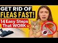 Download Lagu How to Get Rid of Fleas in the House Fast : Fast and Easy Flea Removal Techniques