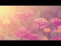 Download Lagu Beautiful Piano Music @432Hz ❯ Relaxing Music ❯ Beautiful Soft Soothing Music