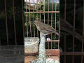 Download Lagu BURUNG JONGKANGAN BELAJAR NGEROL || BURUNG JONGKANGAN COKLAT || JONGKANGAN BELAJAR BUNYI NGEROL