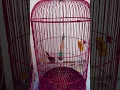 Download Lagu Burung yuhina gacor full tembakan tembak mati, masteran andalan yang bikin jagoan juara