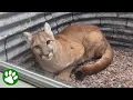 Download Lagu Mountain Lion Stuck in Backyard