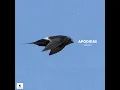 Apodidae