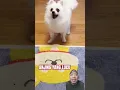 Download Lagu ANJINGNYA LUCU BANGET #dog #funny